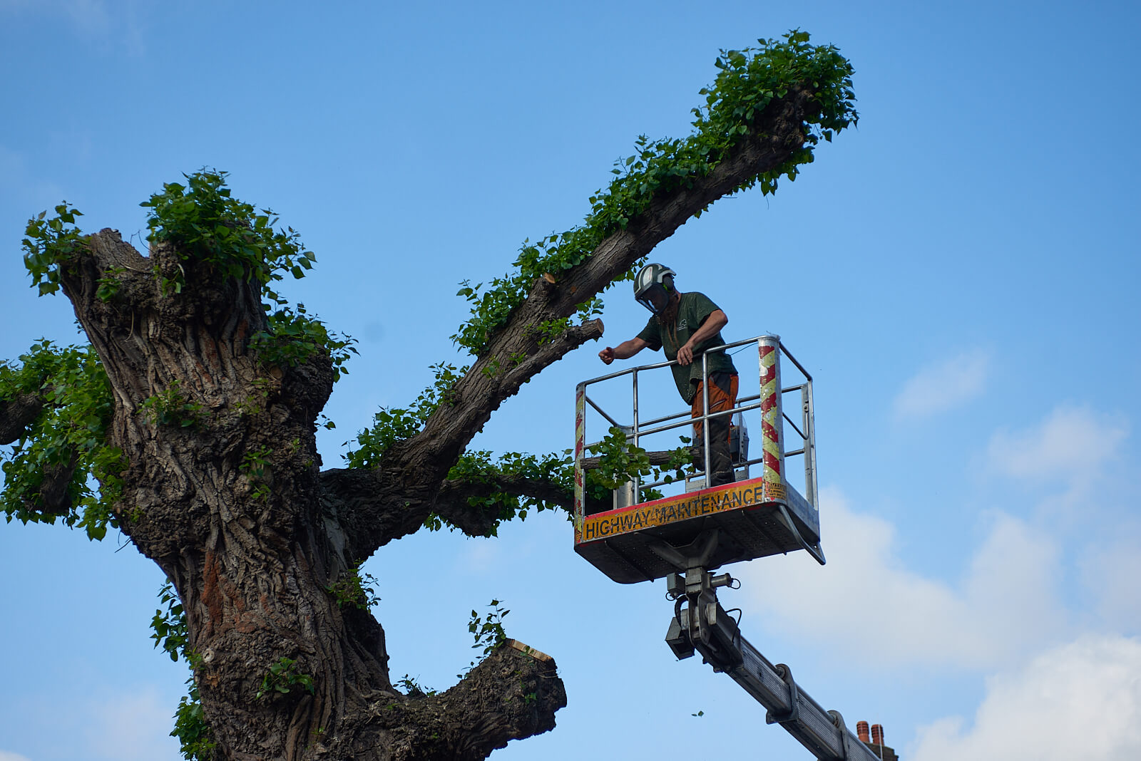 tree-surveys-in-london