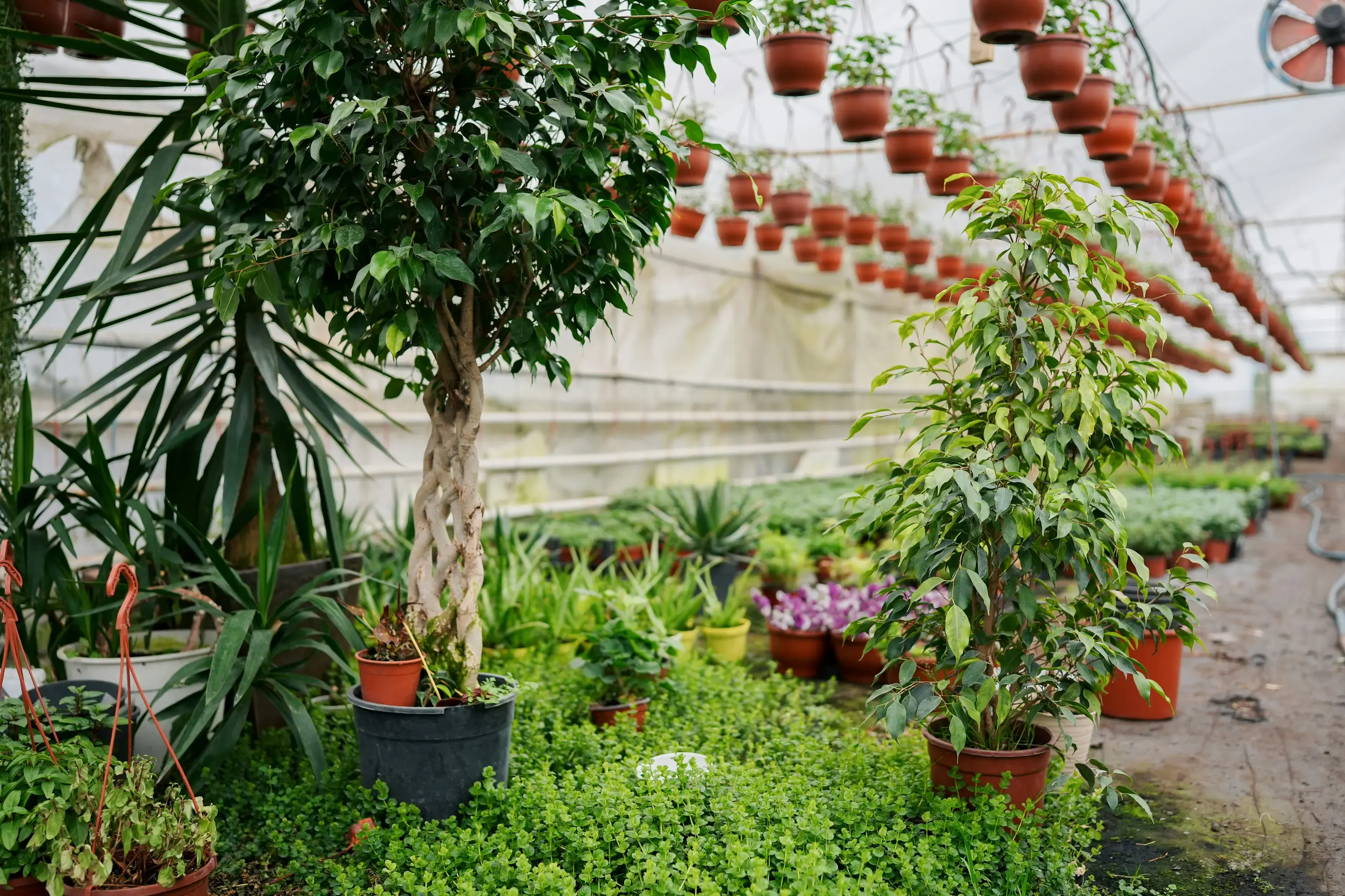 A tree nursery filled with potted trees and hanging potted plants
