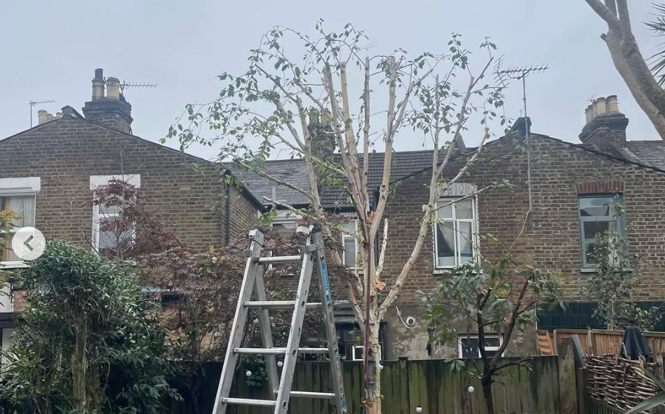 A tree pruning project in North London