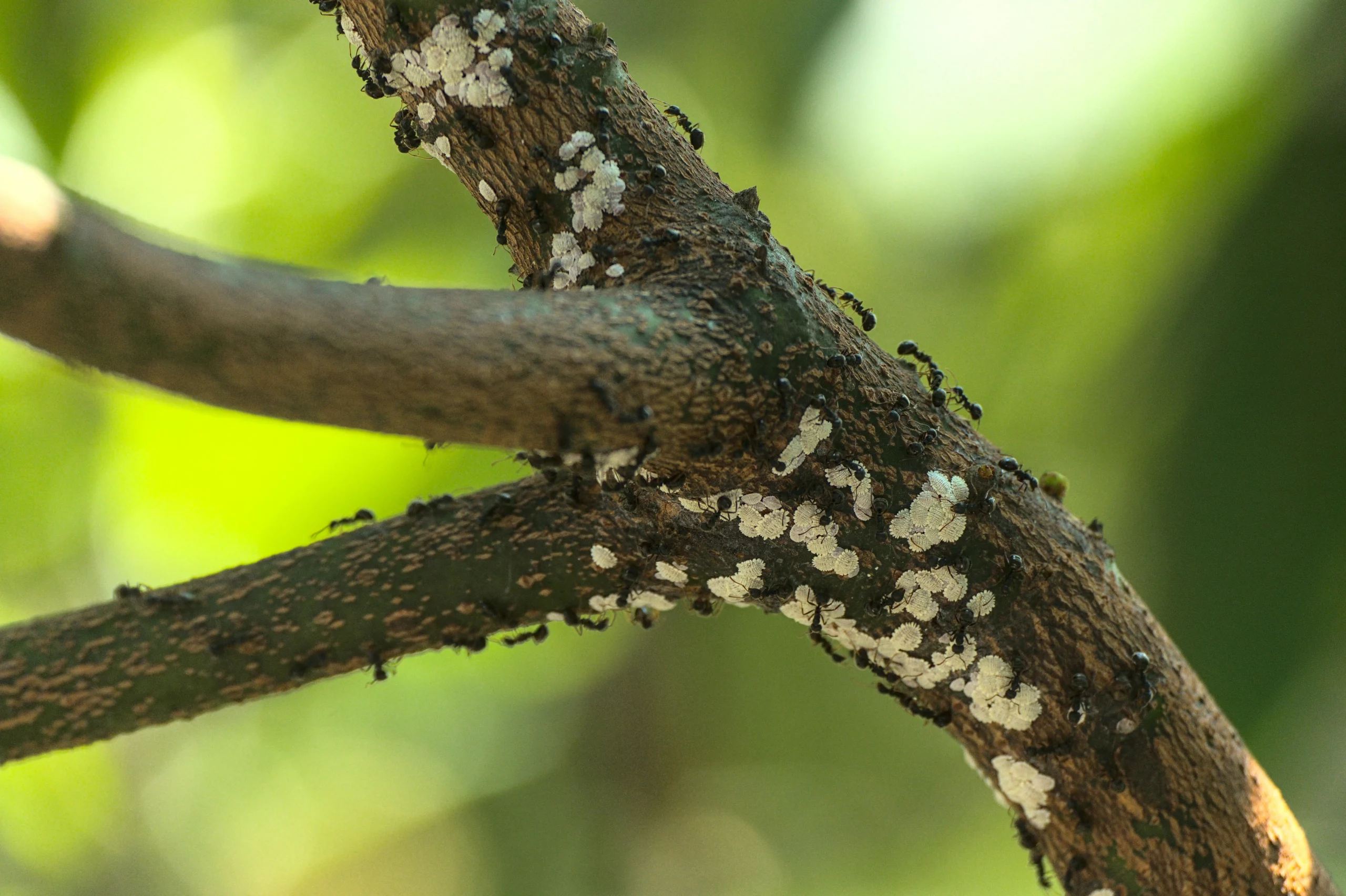 a dying tree showing signs of pest infestation