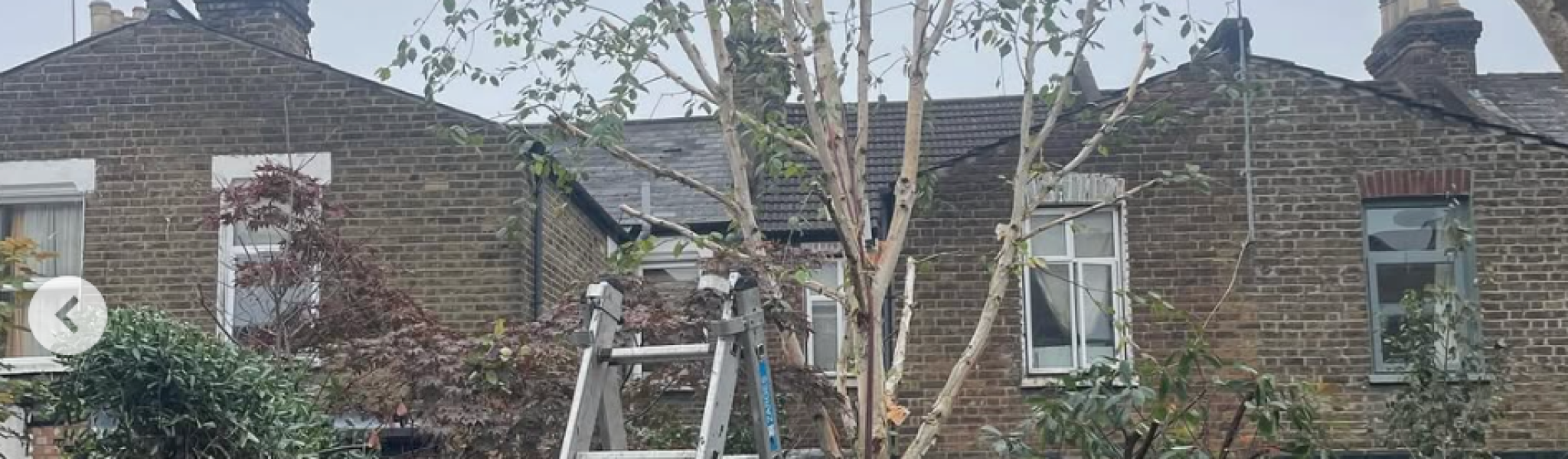 A tree pruning project in North London