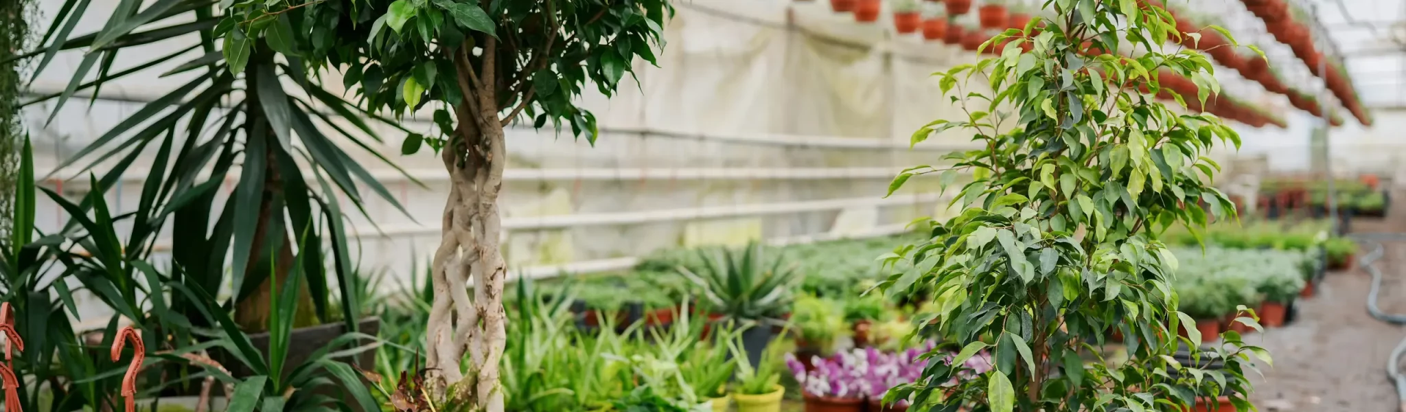 A tree nursery filled with potted trees and hanging potted plants