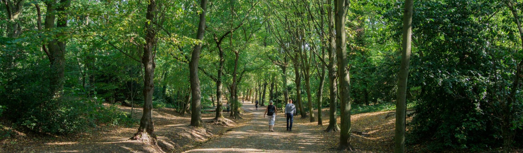 People walking on a large path in a forest in a park in North London