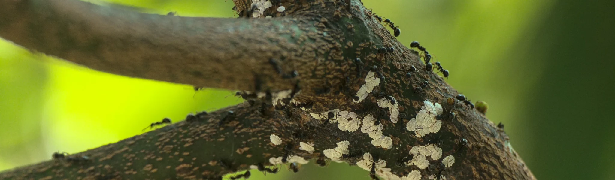 a dying tree showing signs of pest infestation