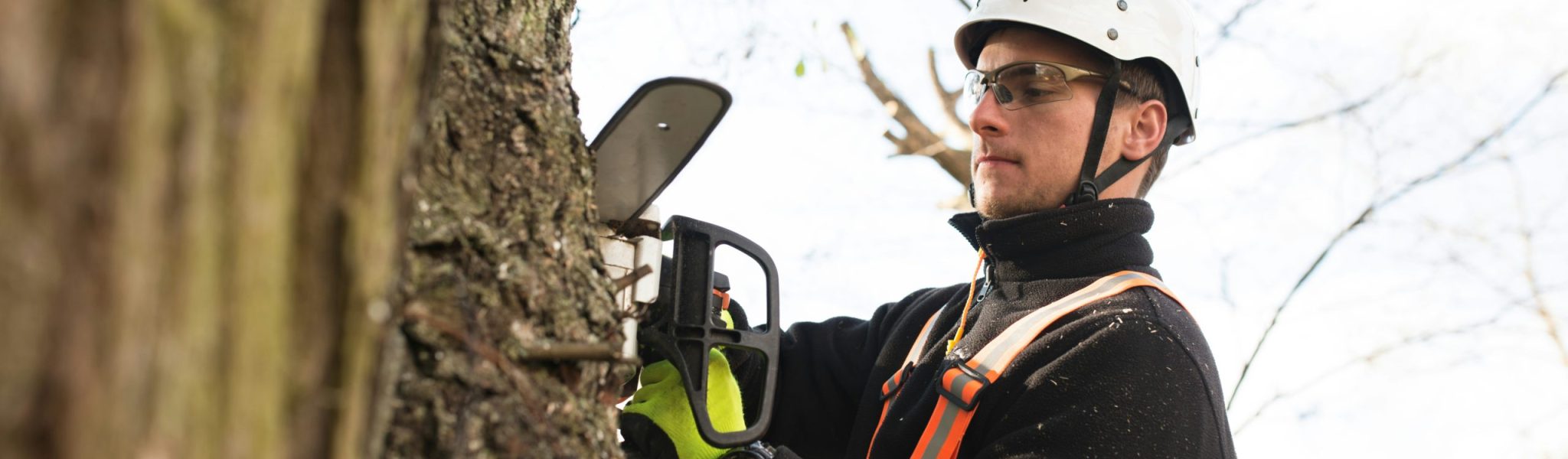 tree surgeon cuts down a tree safely using proper equipment