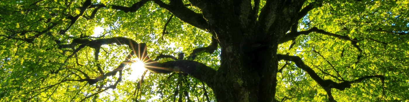 branches of a large tree from below