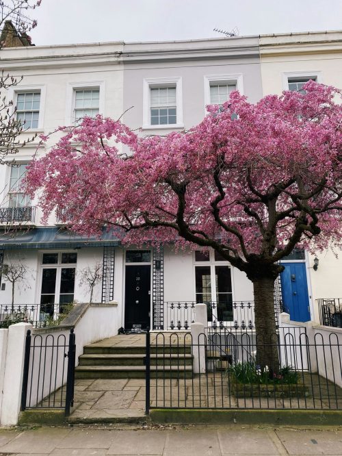 tree too close to a house in London